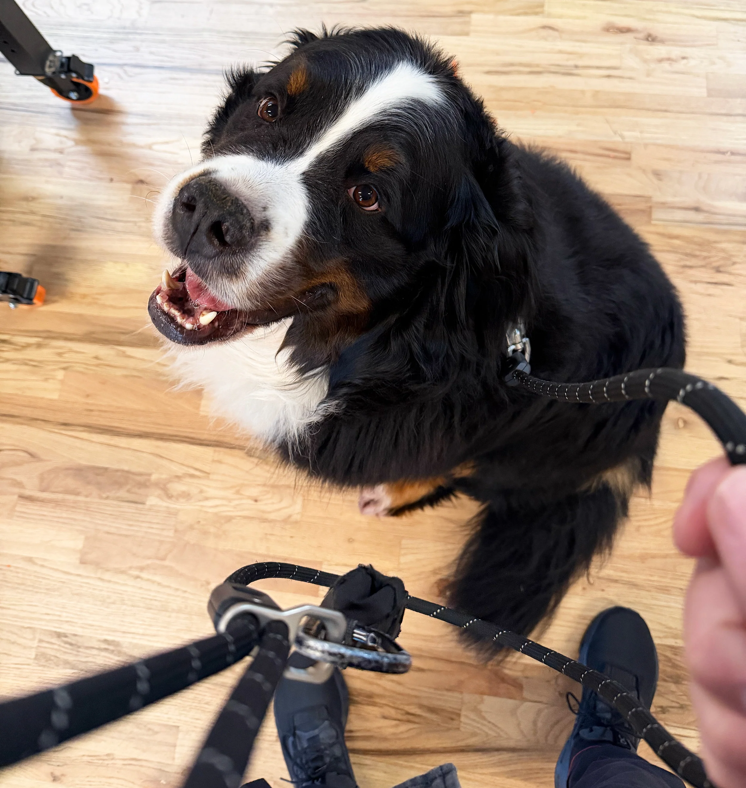 OTR Climbing Rope Leash - Image 3